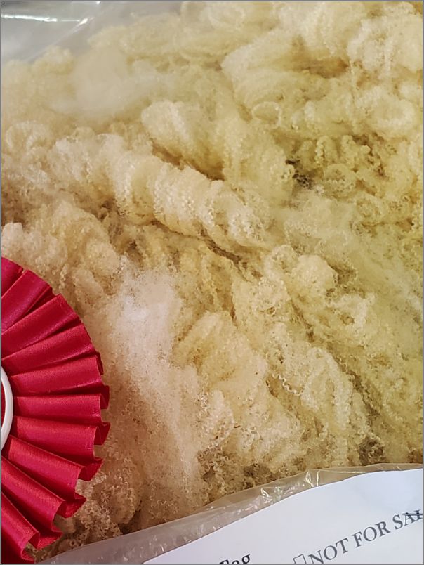  The Wisconsin Sheep and Wool Festival Reserve Supreme Champion Fleece is a Texel x Clun Forest x Bluefaced Leicester fleece. Photo: Letty Klein.